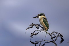 New Zealand  native Kingfisher  IMG_4516