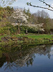 Felley Priory. Stew Pond (1)