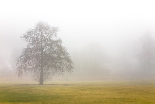 Lone tree in fog in Brastad