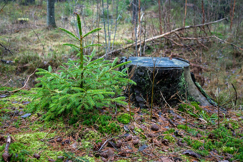 Old and new Norway spruce in the Tuntorp forest