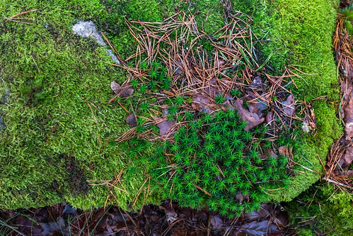 Mosses on a rock in Tuntorp