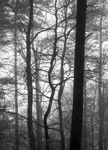 Fog over the forest in Tuntorp,