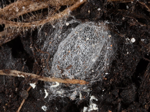 Brown lacewing cocoon