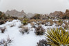 A Walk in the Snow Under a Thick Winter Coat (Joshua Tree National Park)