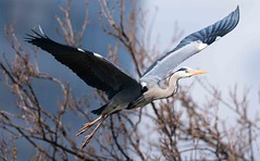 Grey Heron in flight- Graureiher im Flug v2