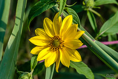 Woodland Sunflower - 2021-08-18
