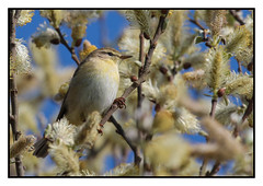 Willow Warbler - ( Phylloscopus trochilus) Double click for large