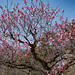 Plum blossom in Kenrokuen Garden, Kanazawa I