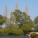 "Yukitsuri" is a traditional technique for protecting the branches of the pine trees in the garden from heavy snow; trees are given support by bamboo poles and rope arranged a captivating conical layout.