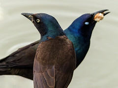 Common Grackle / Quiscalus quiscula, female (front) & male