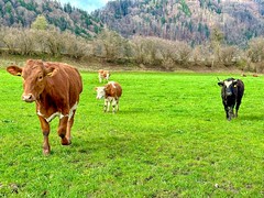 Cows on a pasture near Oberaudorf in Bavaria, Germany