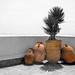 2024 (challenge No. 1- old unpublished pics) - Day 92 - Palm and pots in corner, Essaouira, Morocco 2013