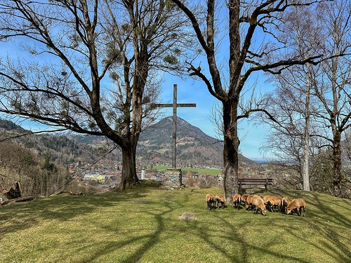 Trees, a cross and sheep on Auerberg mountain near Oberaudorf in Bavaria, Germany