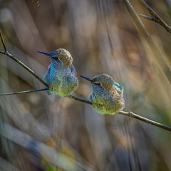 Hummingbird Chicks