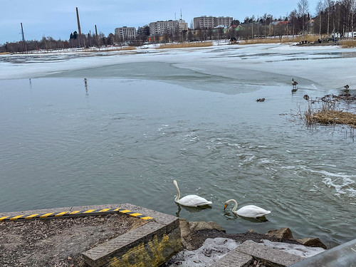 Swans are back