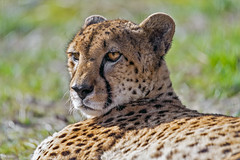 Portrait of a relaxed cheetah