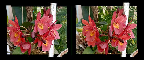 Wild Orchids: cross view 3D