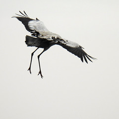 Common crane, Grus grus, Trana