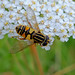 Helophilus pendulus (female) - "black nosed" Tiger hoverfly