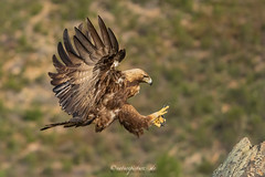 Steinadler, Golden Eagle