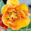 Yellow - Tulip