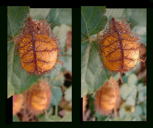 Caged fruit: cross view 3D