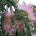 Silk tree flowers