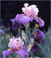 Iris Flowers ..