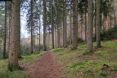 Forest path near Brouch