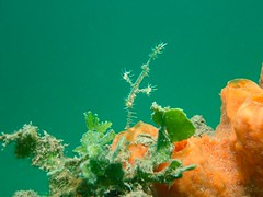 ornate ghost pipefish - Solenostomus paradoxus - Schmuckgeisterpfeifenfisch
