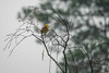 Mnnliche Goldammer (Emberiza citrinella) im Regen