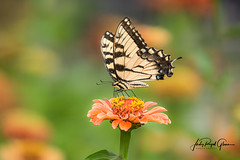 “A New Creation” An Eastern tiger swallowtail butterfly at The State Botanical Garden of Georgia | Athens Georgia | Judy Royal Glenn Photography