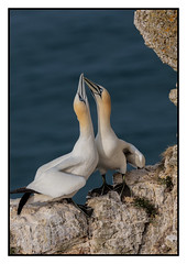 Loved up gannets - (Morus bassanus) 2 clicks for large