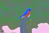 Photo illustration of an eastern bluebird.