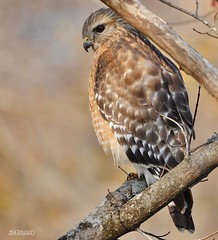 Red-Shouldered Hawk (Buteo lineatus)
