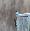 A pair of tree swallows.