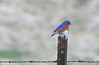 Eastern bluebird and barbed wire, near the pasture.