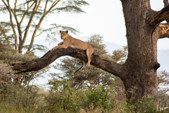 Lioness in the tree