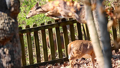 Deer Leap images