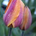 Tulips -  Hampton Roads  -  Virginia