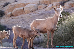Bighorn sheep family-mama and babies- Valley of Fire SP Nevada