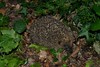 Erinaceus europaeus  - European hedgehog - Hrisson europen - 05/08/23