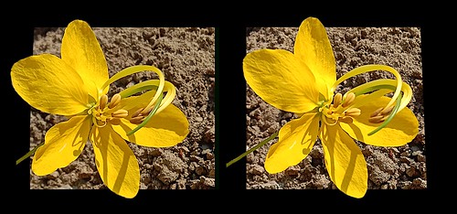 Yellow flowers: detail in cross view 3D