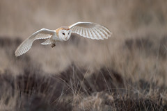 Barn owl, Peak District, UK