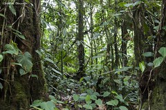 Biotopo del Quetzal - Guatemala