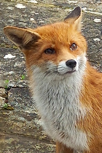Fox in the rain
