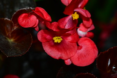 Begonia semperflorens cultorum
