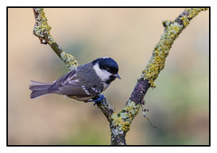 Coal Tit  - (Periparus ater) 2 clicks for best view