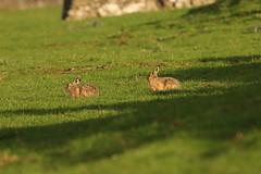 Courting Hares