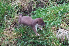 Stoat preparing to pounce